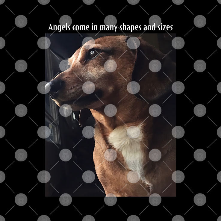 Angels Come In Many Shapes And Sizes Frankie T Shirt