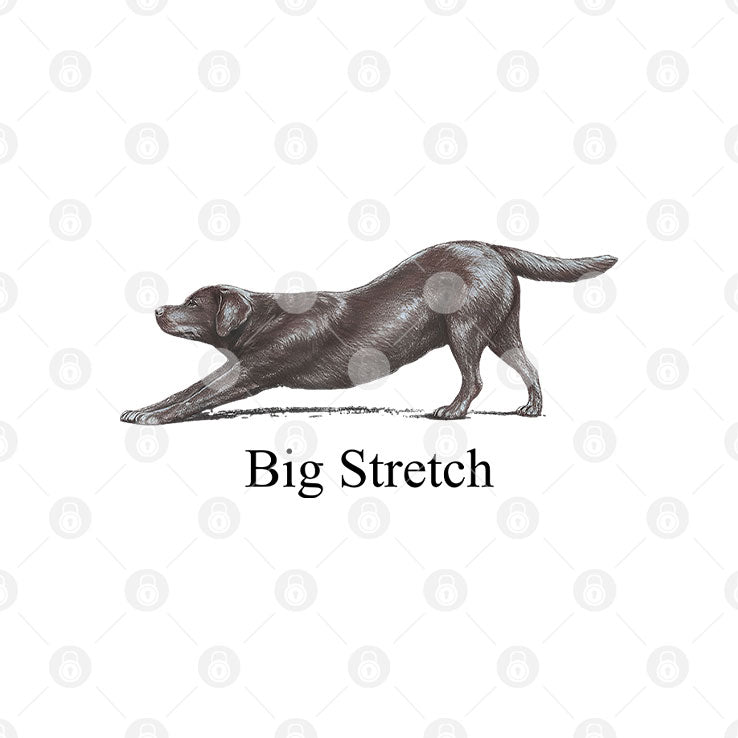 Big Stretch Labrador Retriever Stretching T Shirt