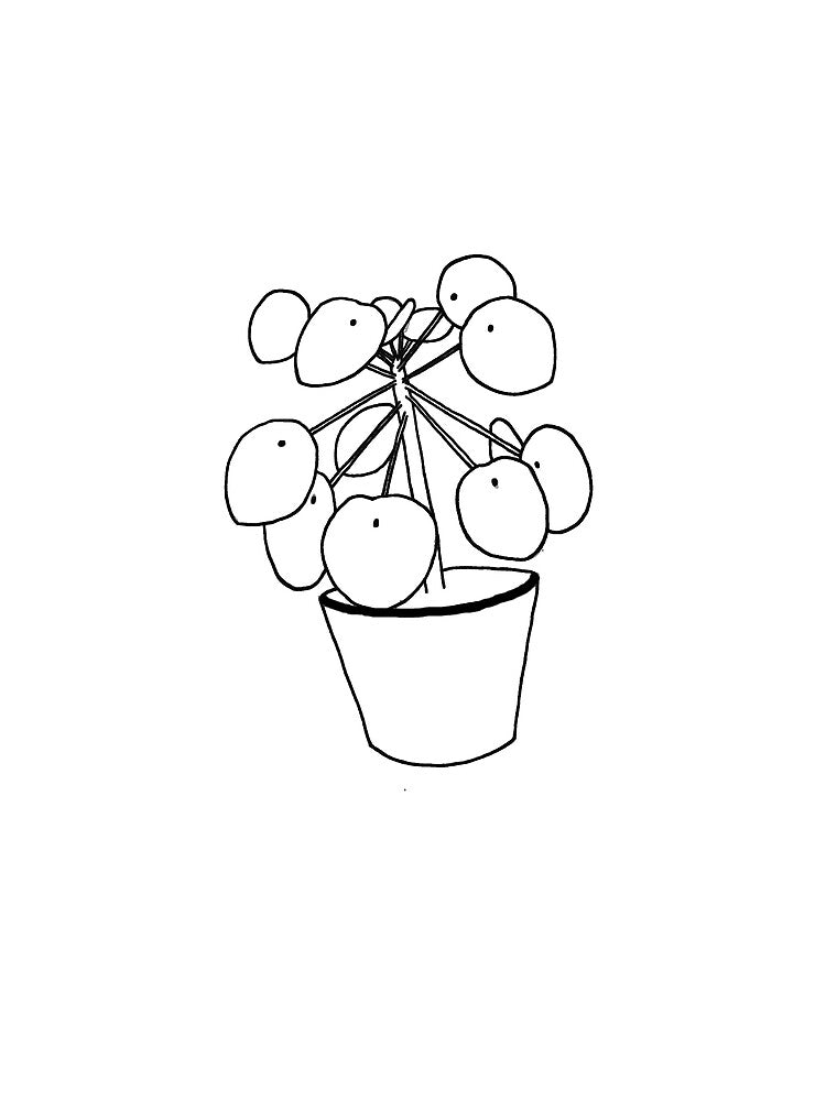 House Plant Pilea Peperomiodes by lozo828
