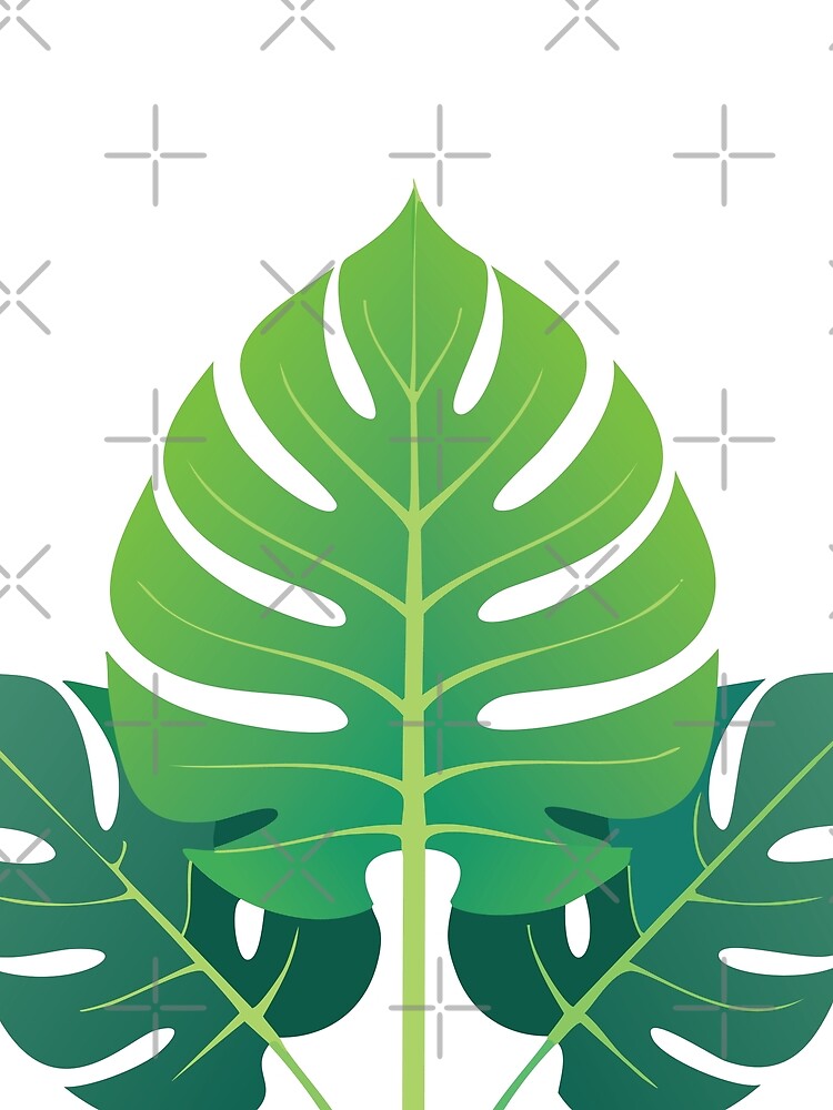 Monstera 3 leaves by Piwakawaka-CA
