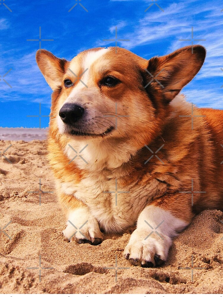 Corgi At The Beach by TheAnimalZ00