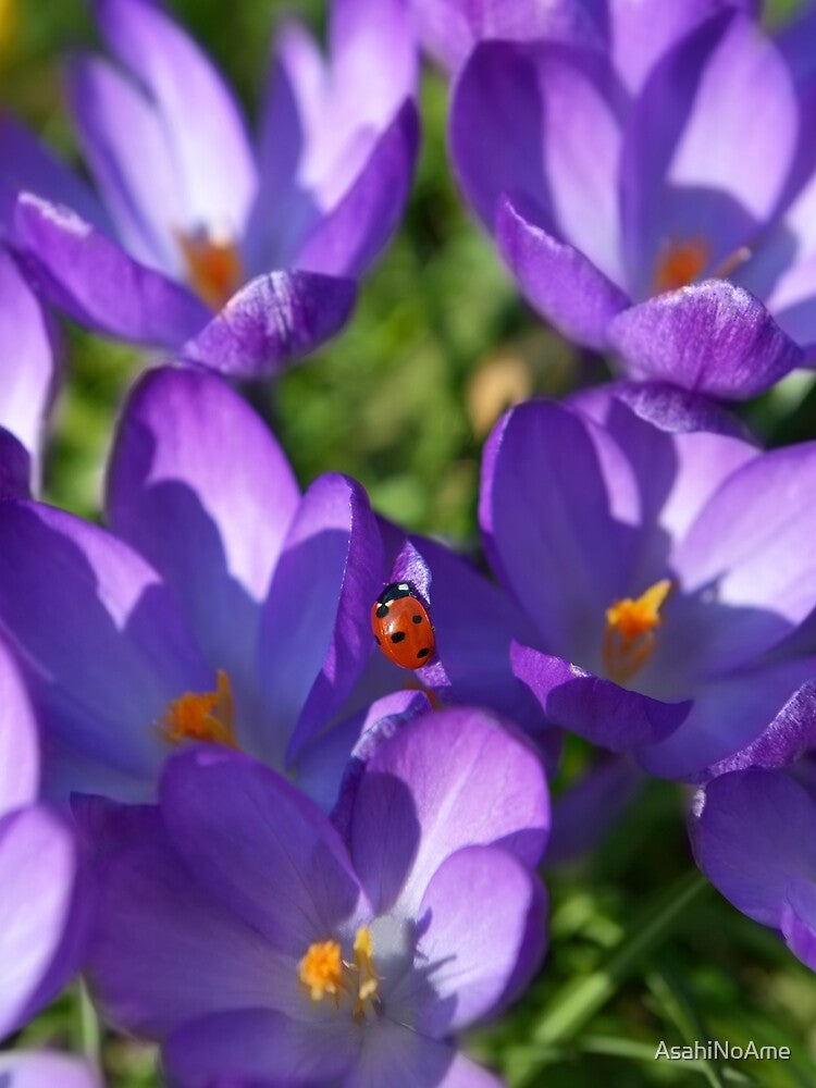 Beautiful crocuses and a lady bug by AsahiNoAme
