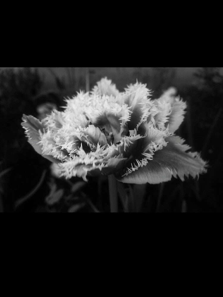 A beautiful monochrome tulip close up by Enerjetal