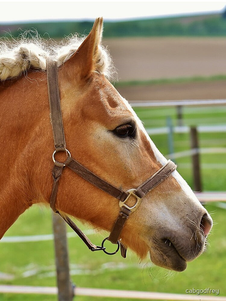 Beautiful Horse by cabgodfrey
