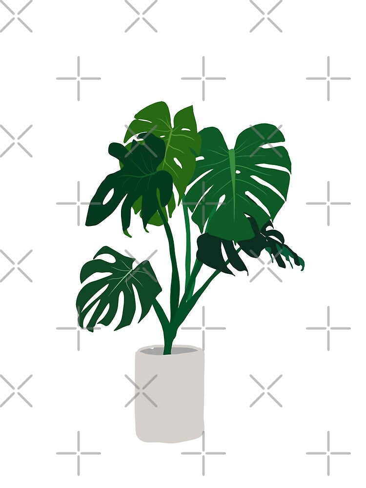 Monstera Swiss Cheese Houseplant by cheyenne-leigh