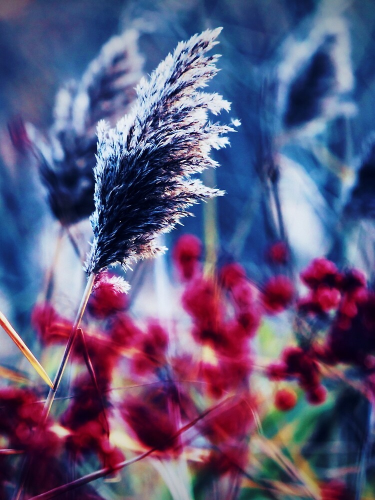 Wildflowers by Picsorama