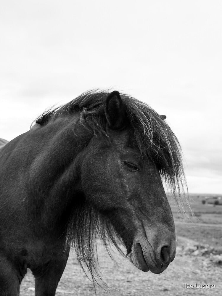 Black and white fine art photo of Icelandic horse by Ilze Lucero