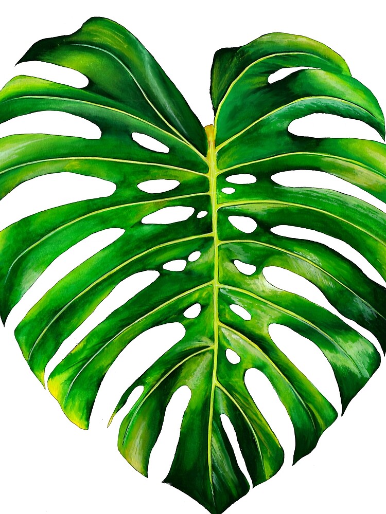Monstera deliciosa leaf by aprilhugi