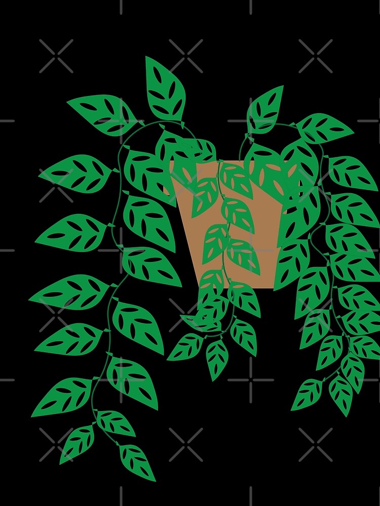 Adanson's monstera by kasthu