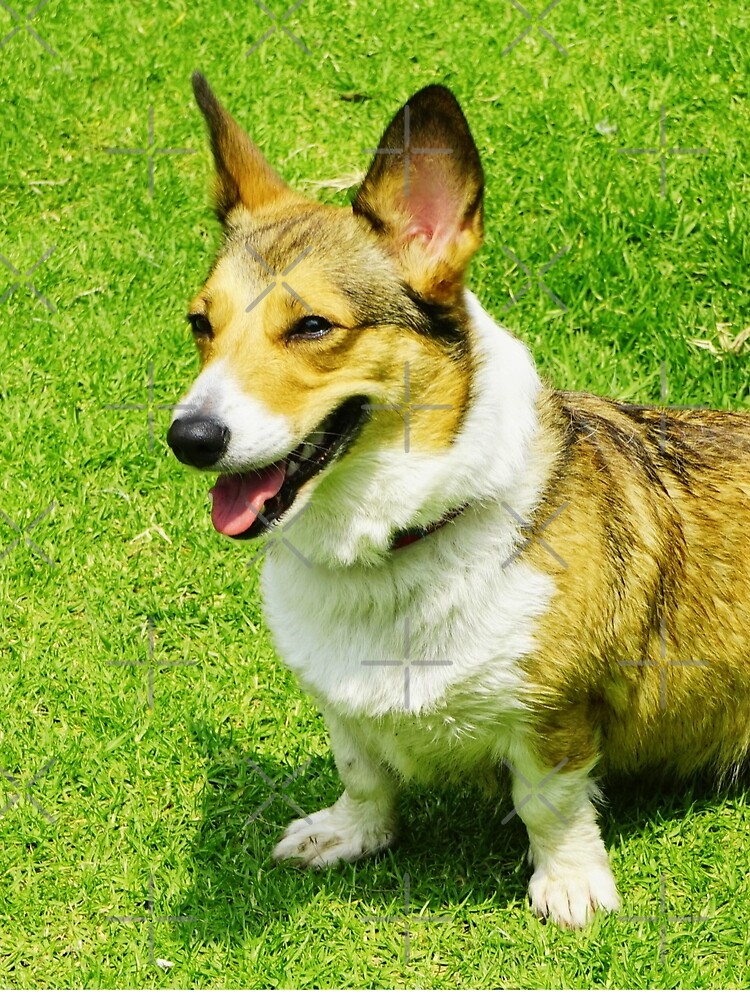 Cute Corgi Photo by TheAnimalZ00