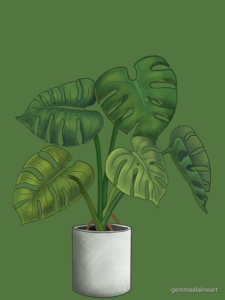 Monstera Deliciosa Illustration by gemmaelaineart