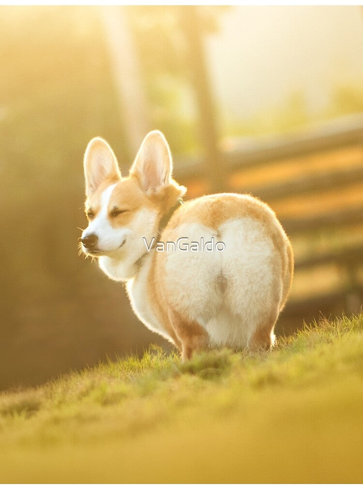 Cute Butt Pembroke Welsh Corgi Dog by VanGaldo
