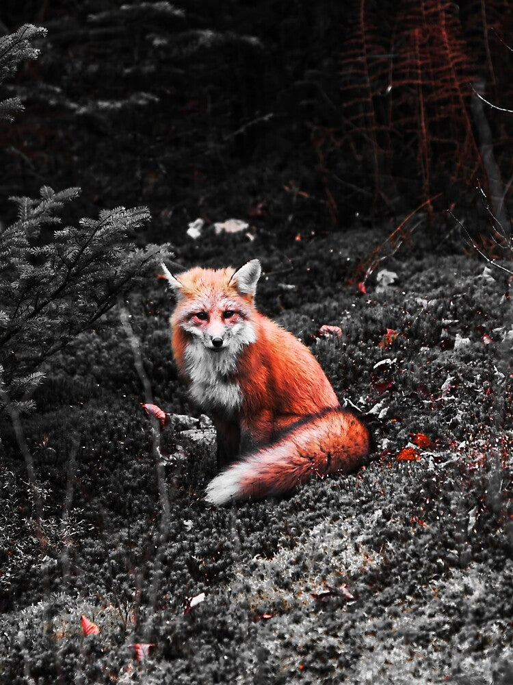 Fox by Picsorama