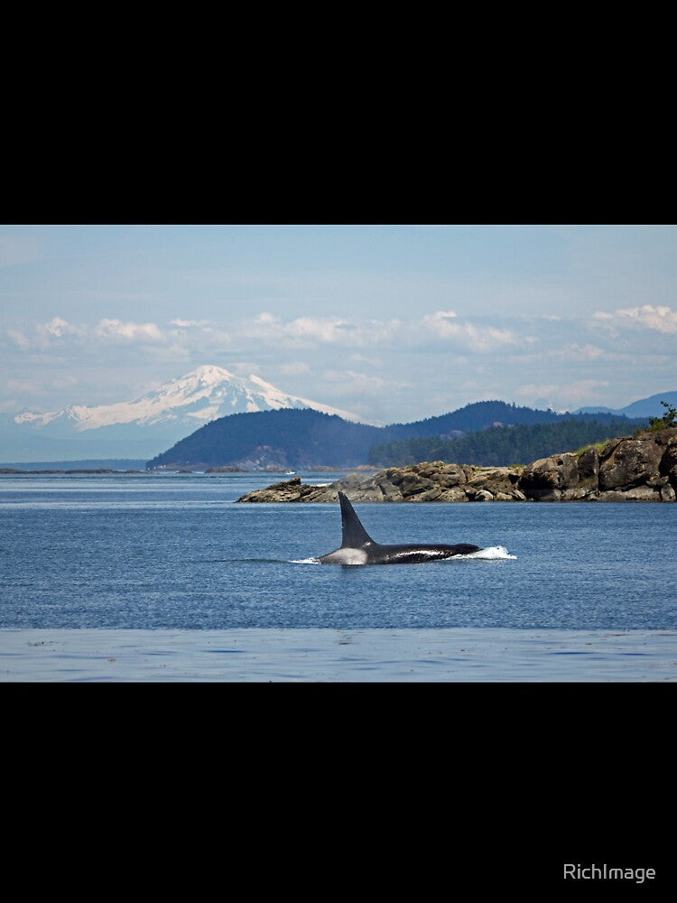 Orca and Mt Baker by RichImage