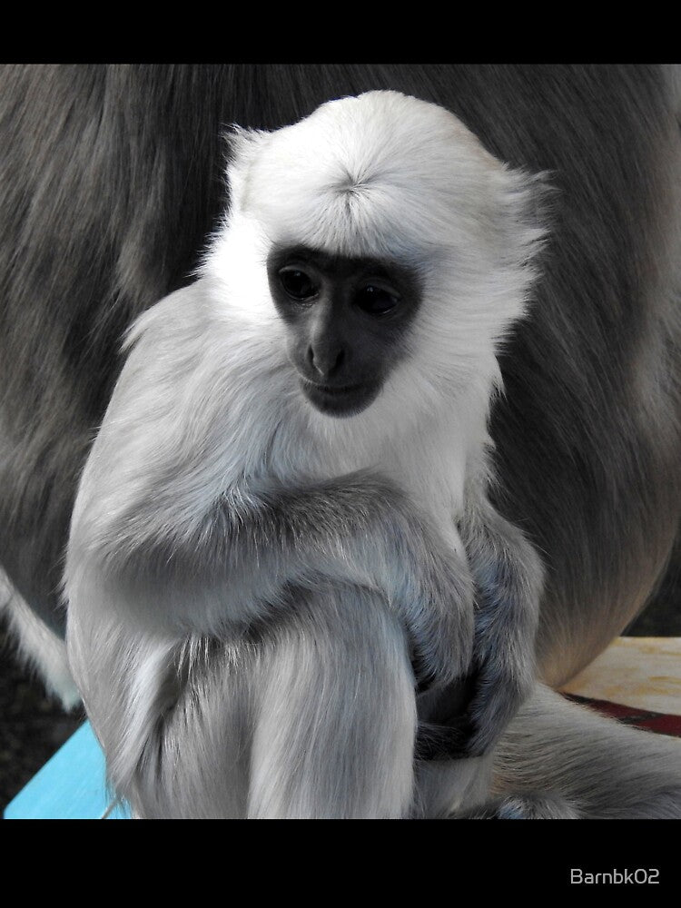Infant Langur by Barnbk02