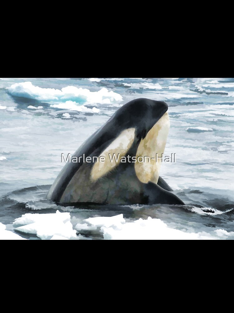 Orca Whale Spyhop by Marlene Watson-Hall