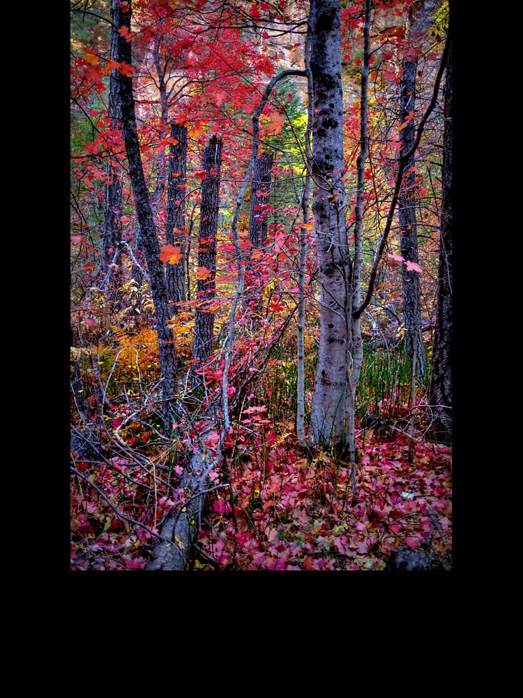 Autumn Forest In Sedona Arizona by K D Graves Photography