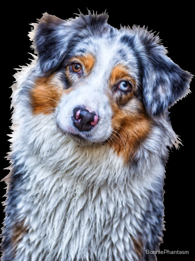 Australian Shepherd by BonniePhantasm