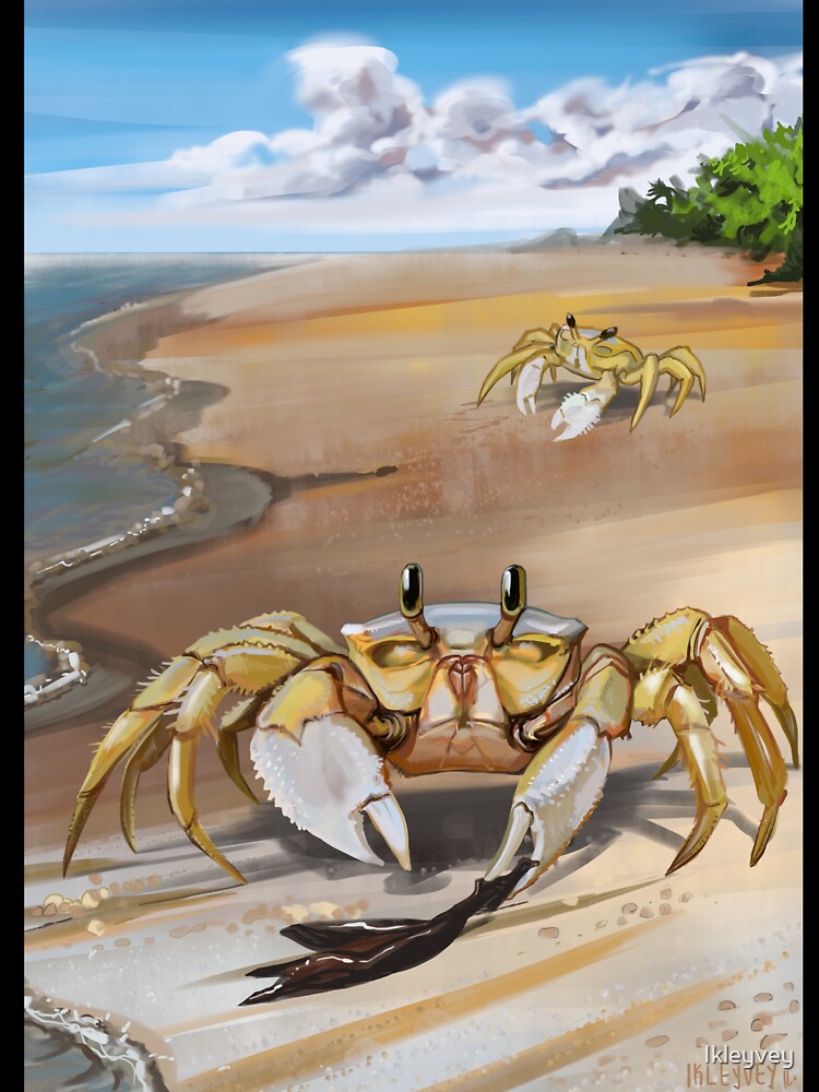 Atlantic Ghost Crab by Ikleyvey