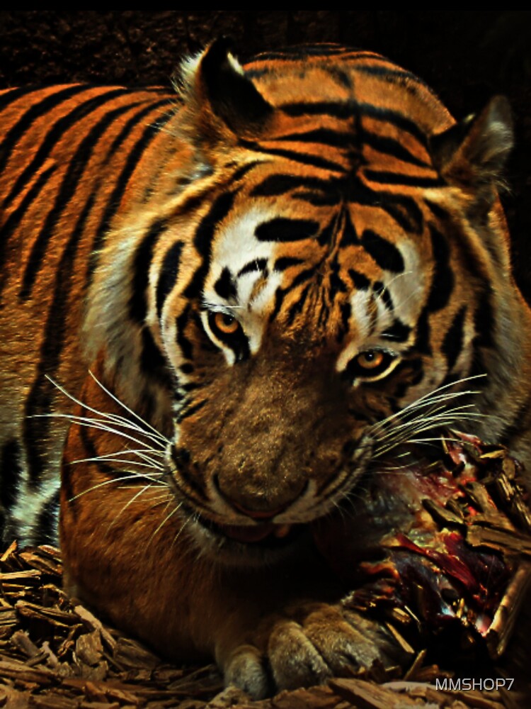 tiger hunting by MMSHOP7