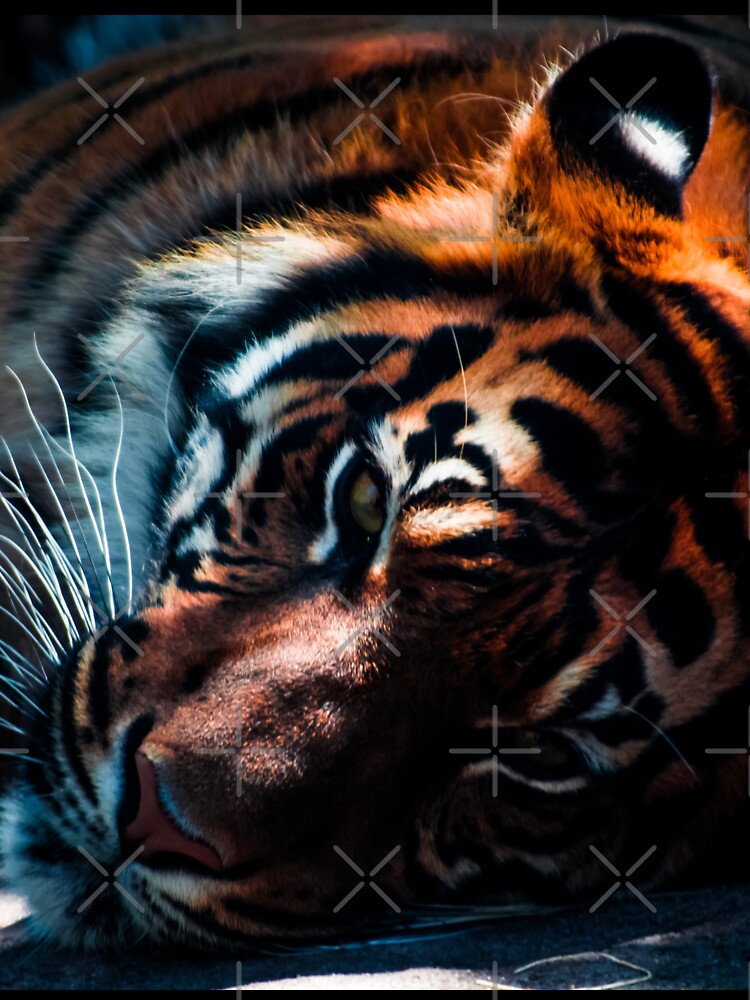 Sleepy Wild Tiger Cat by Alladin7