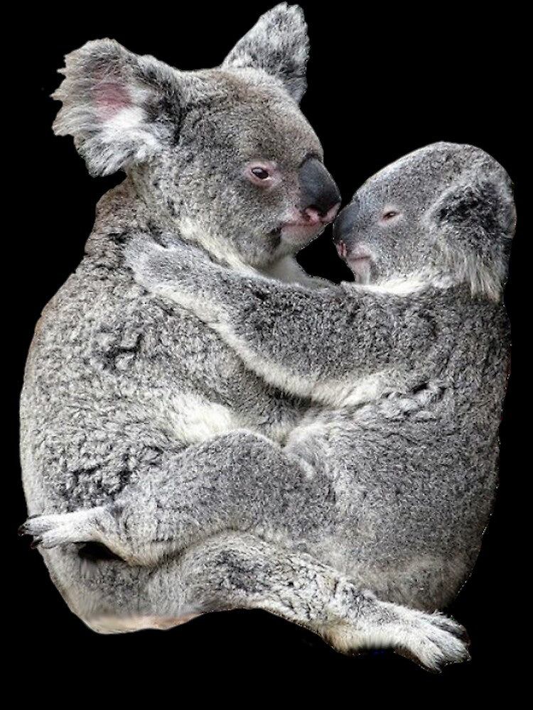 Koala Love by lacm2020