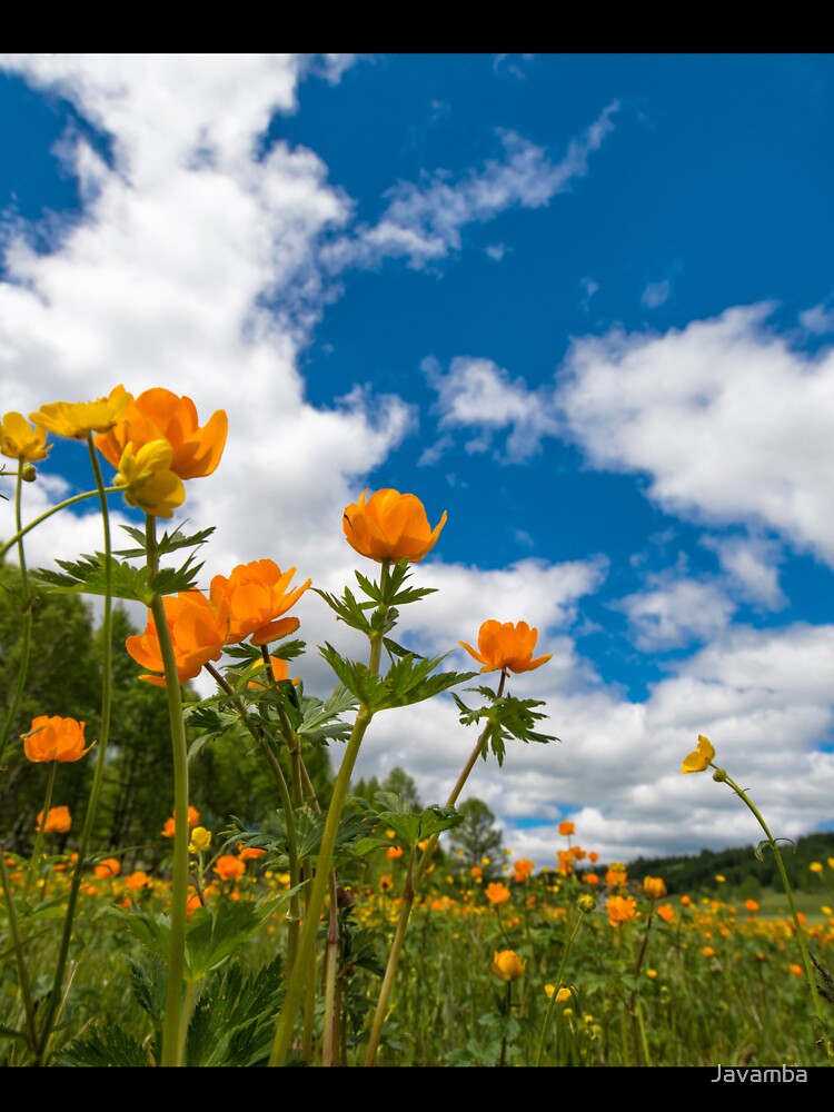 Spring Flowers in a Field by Javamba
