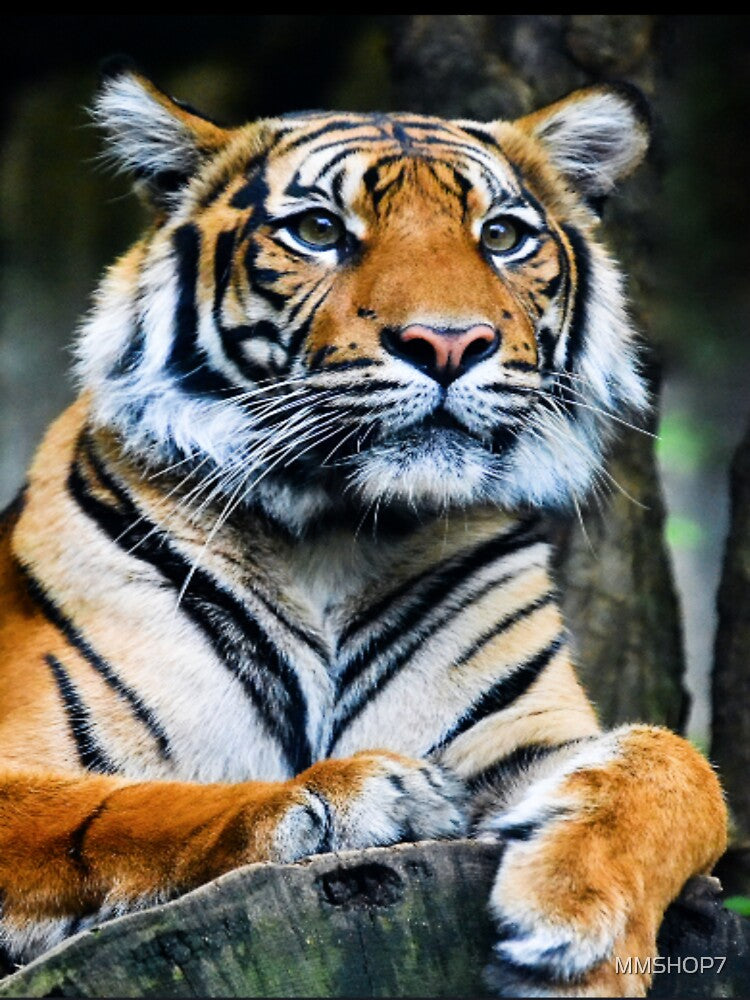 tiger in the forest by MMSHOP7