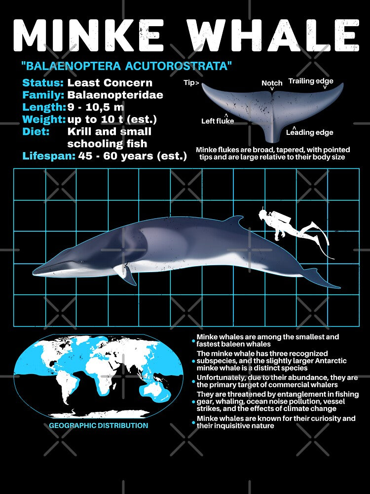 Copy of Minke whale data sheet by NicGrayGraphic
