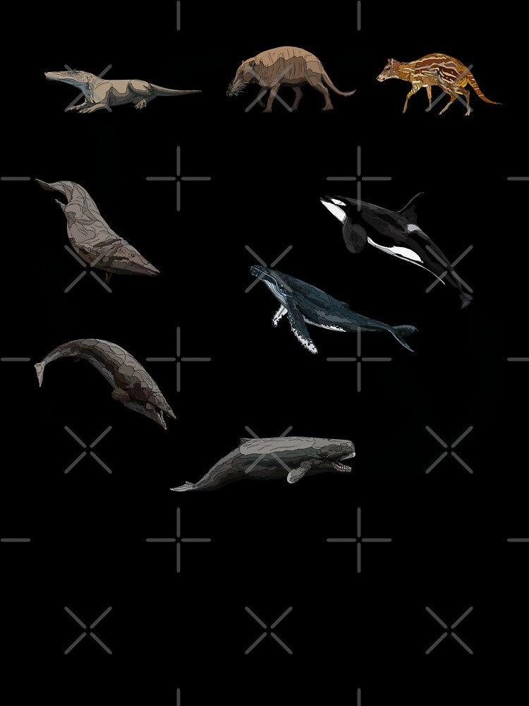 Evolution of the Whale by Sophiehammond