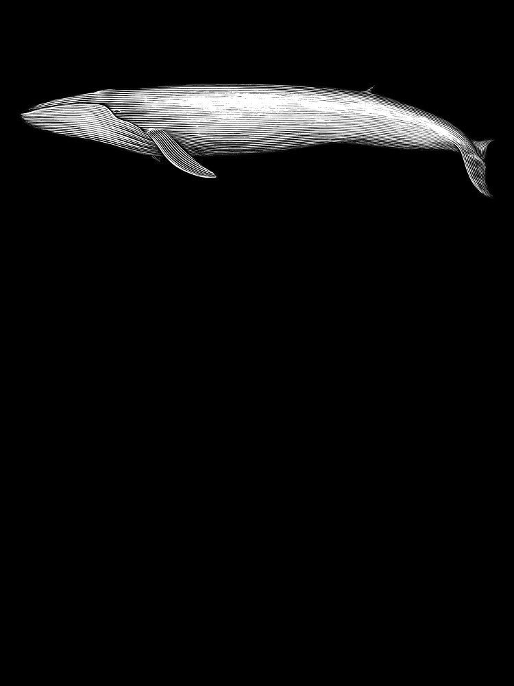 blue whale by zaher97