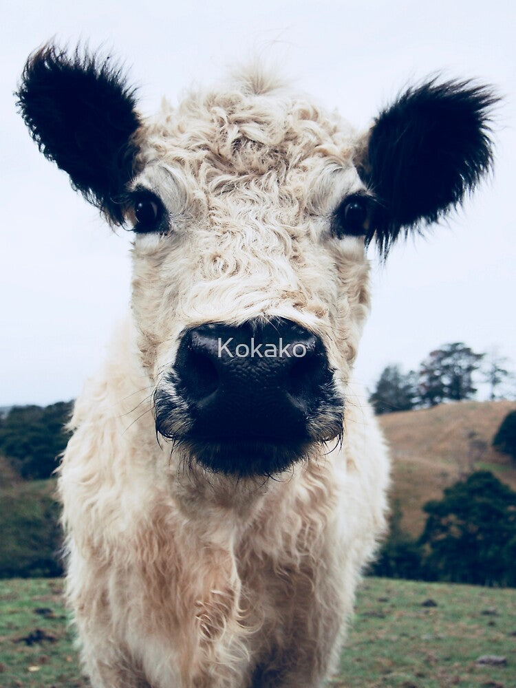 Galloway by Kokako