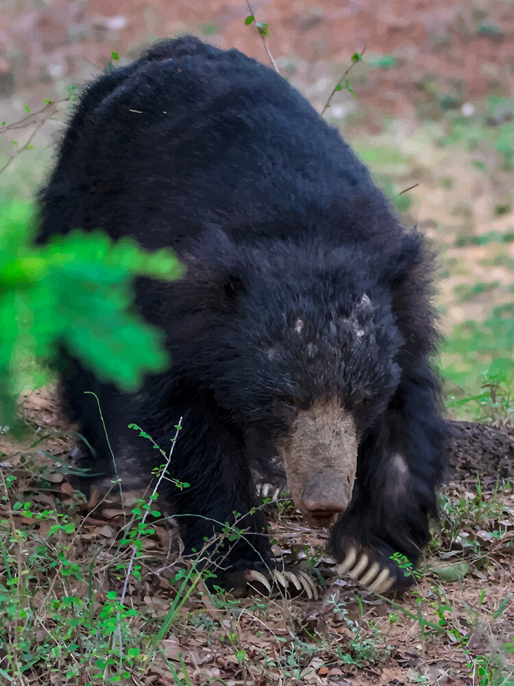 Sloth bear - Wild Life by chamsham2020