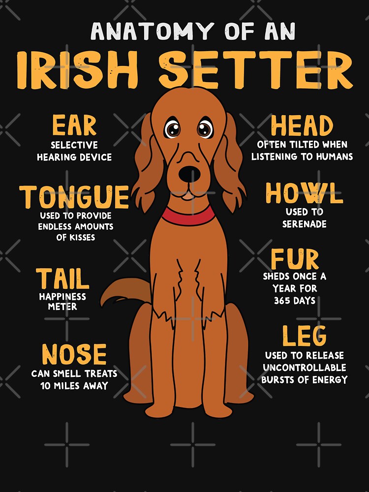 Anatomy of Irish Setter Dog by rafaeltto