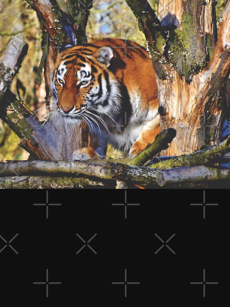 Morning Prowling Apex Tiger by TheWildFlix