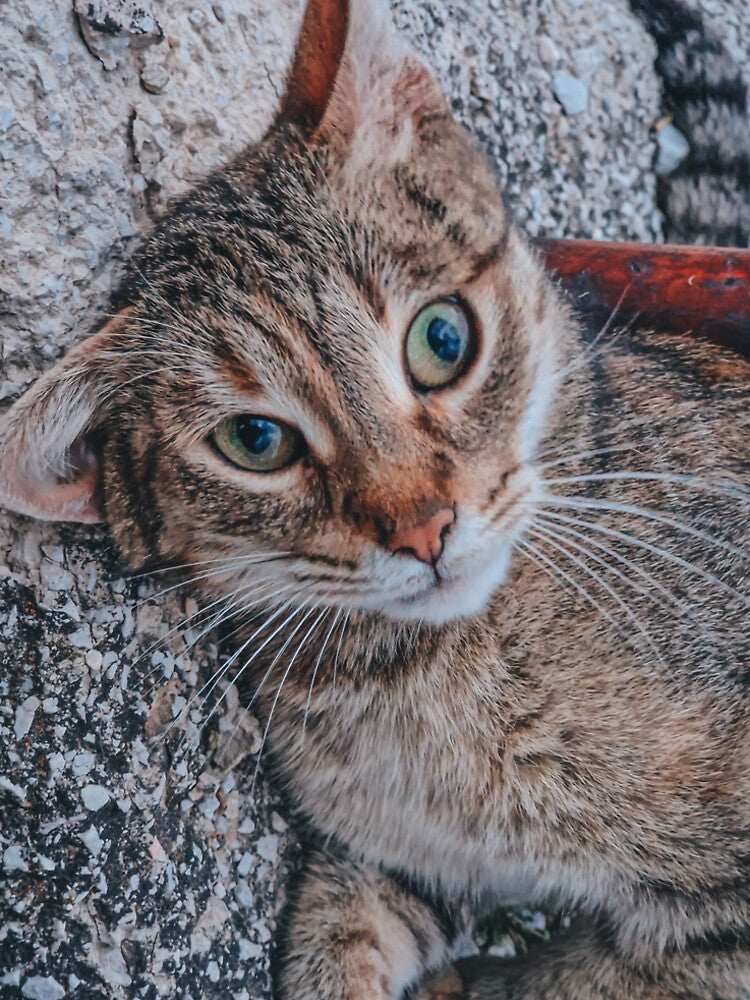 Cat o Matic by dzekiphoto
