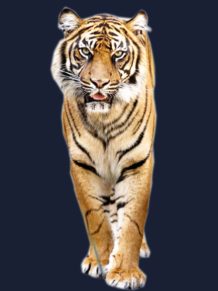 Tiger by Vitalia