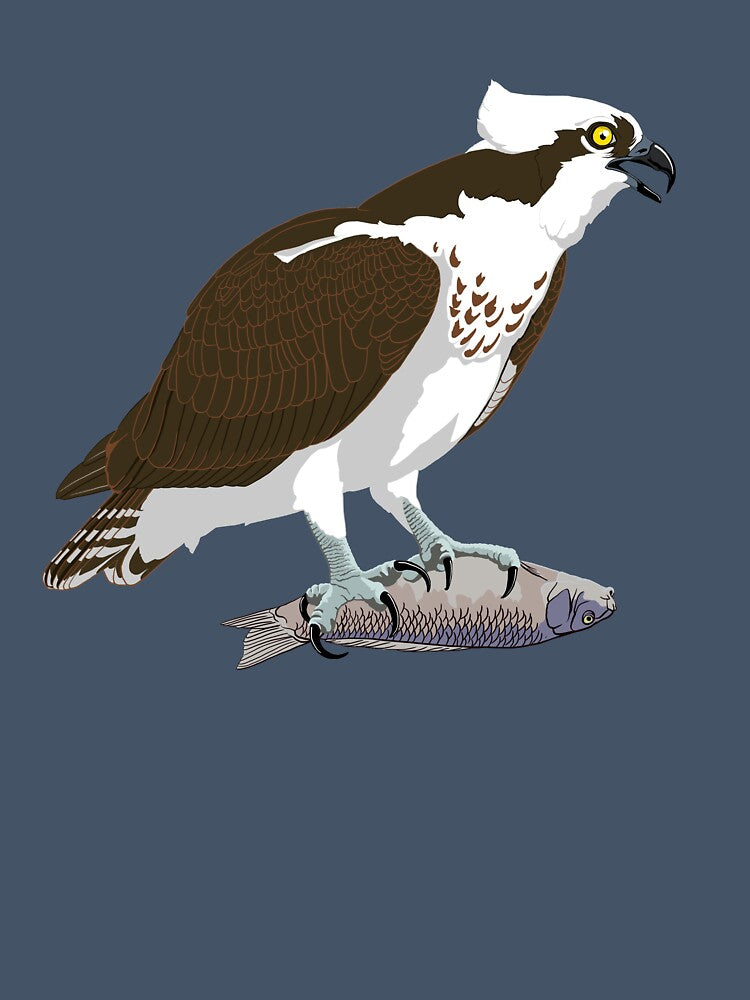 Osprey by BennuBirdy
