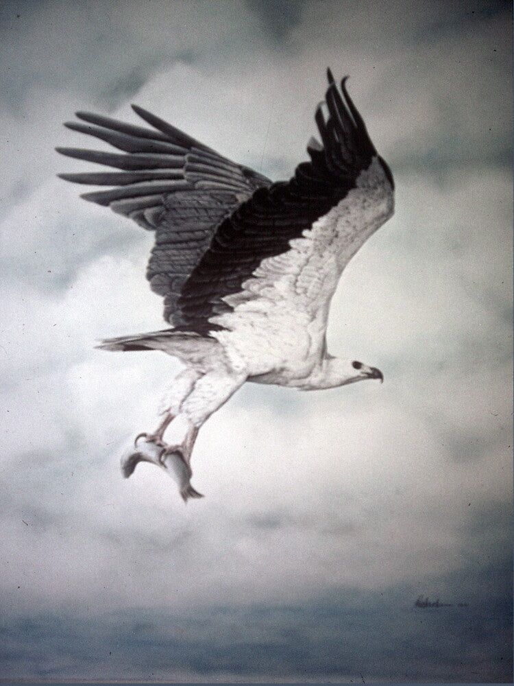 White-bellied Sea-Eagle (Haliaeetus leucogaster) 2 by Elizabeth Russell-Arnot