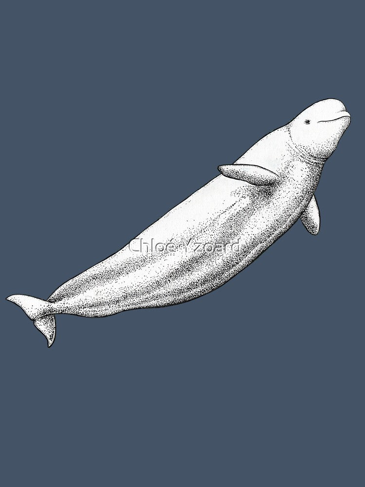 Beluga whale (Delphinapterus leucas) ink artwork by chloeyzoard
