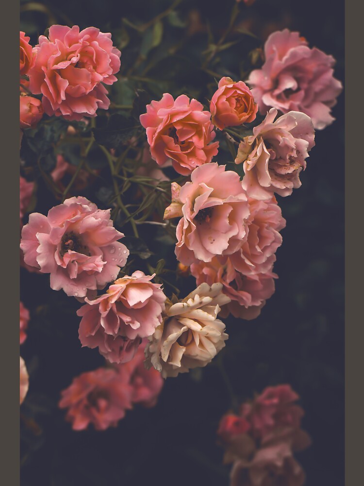 The roses of the Katharinenviertel by TashaTajdel