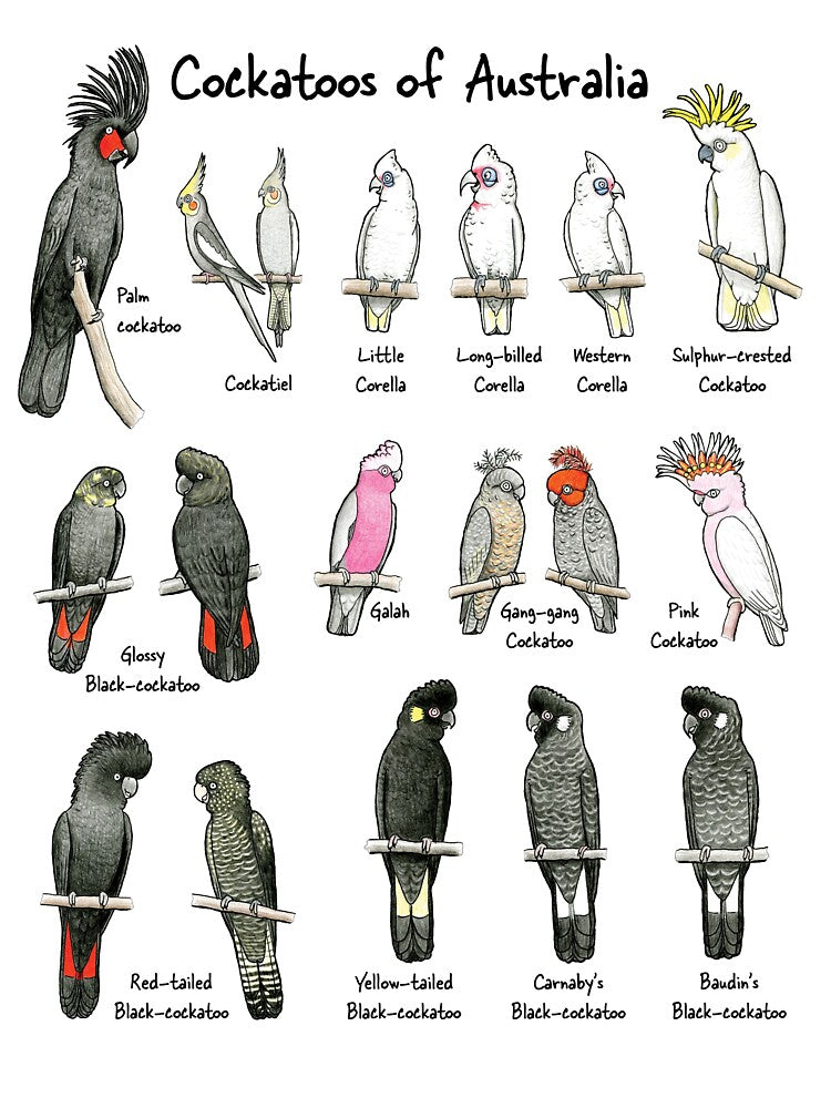 Cockatoos of Australia - Raising funds for Birdlife Australia by Paula Peeters