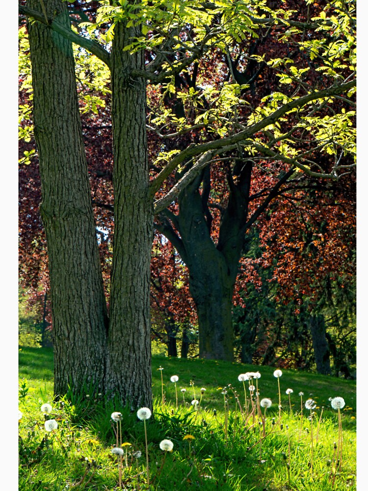 Spring Leaves and Glowing Dandelion Heads by wildvalecreate