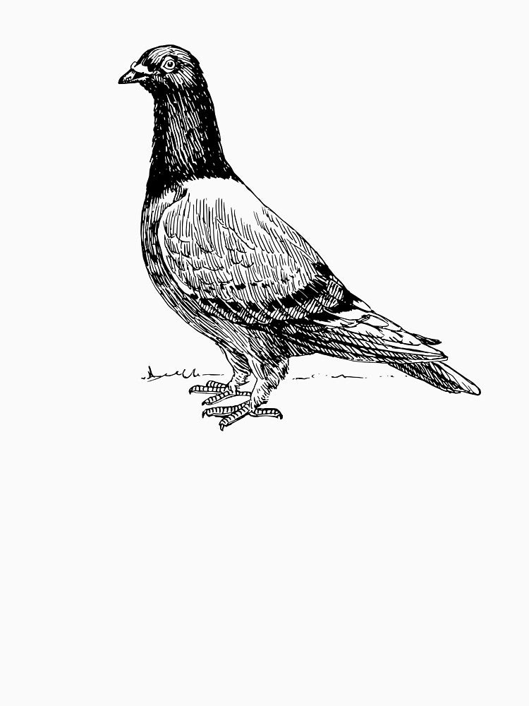 Pigeon by seriouscereal
