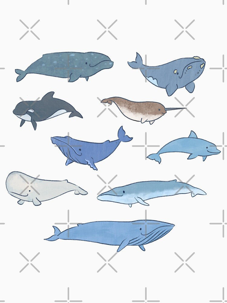 Whale Types by ManonDeLArt