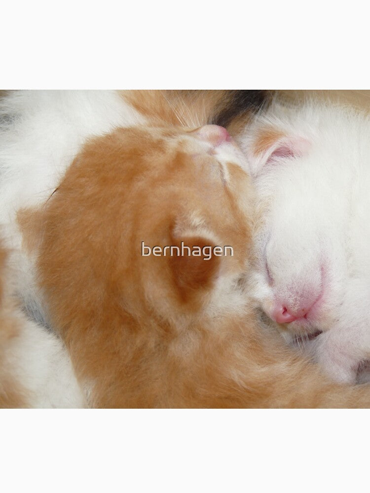 Kittens by bernhagen