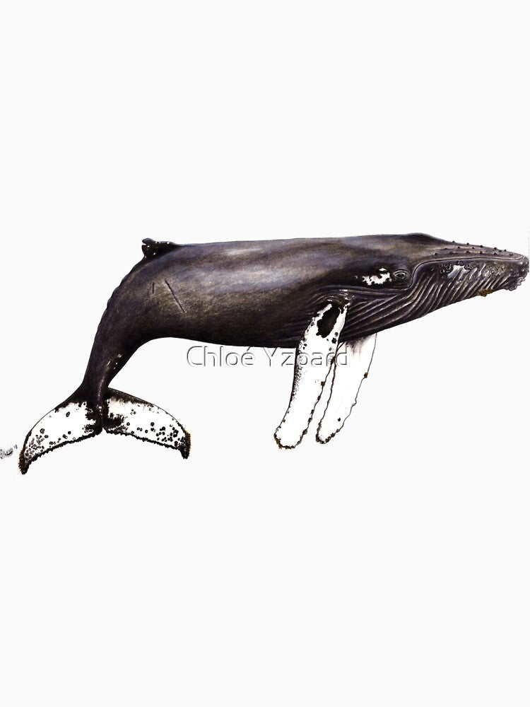 The famous Humpback whale Notch from Cabo Verde by chloeyzoard