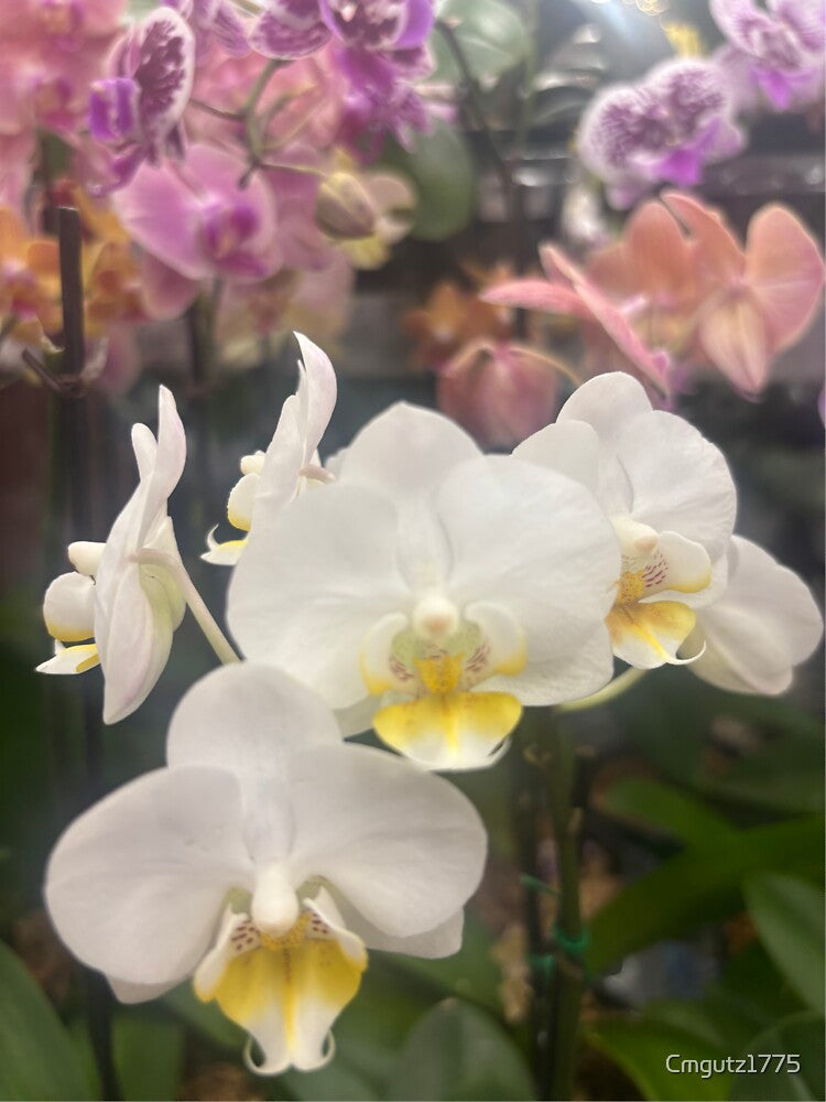 Orchid Garden by Cmgutz1775