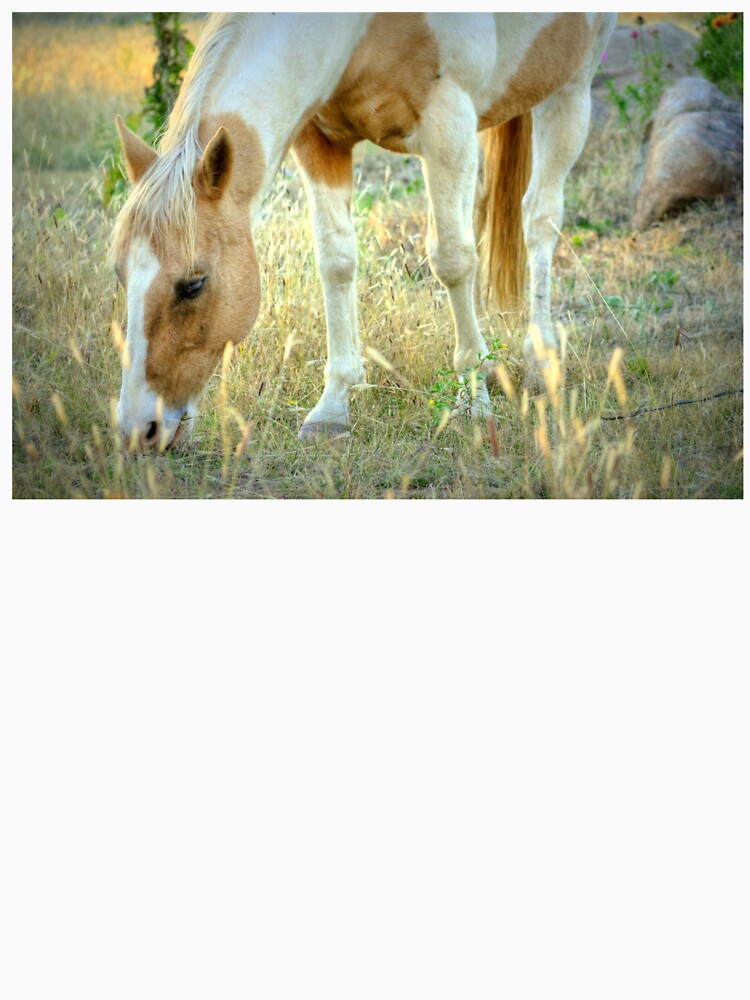 Autumn Grazing by K D Graves Photography