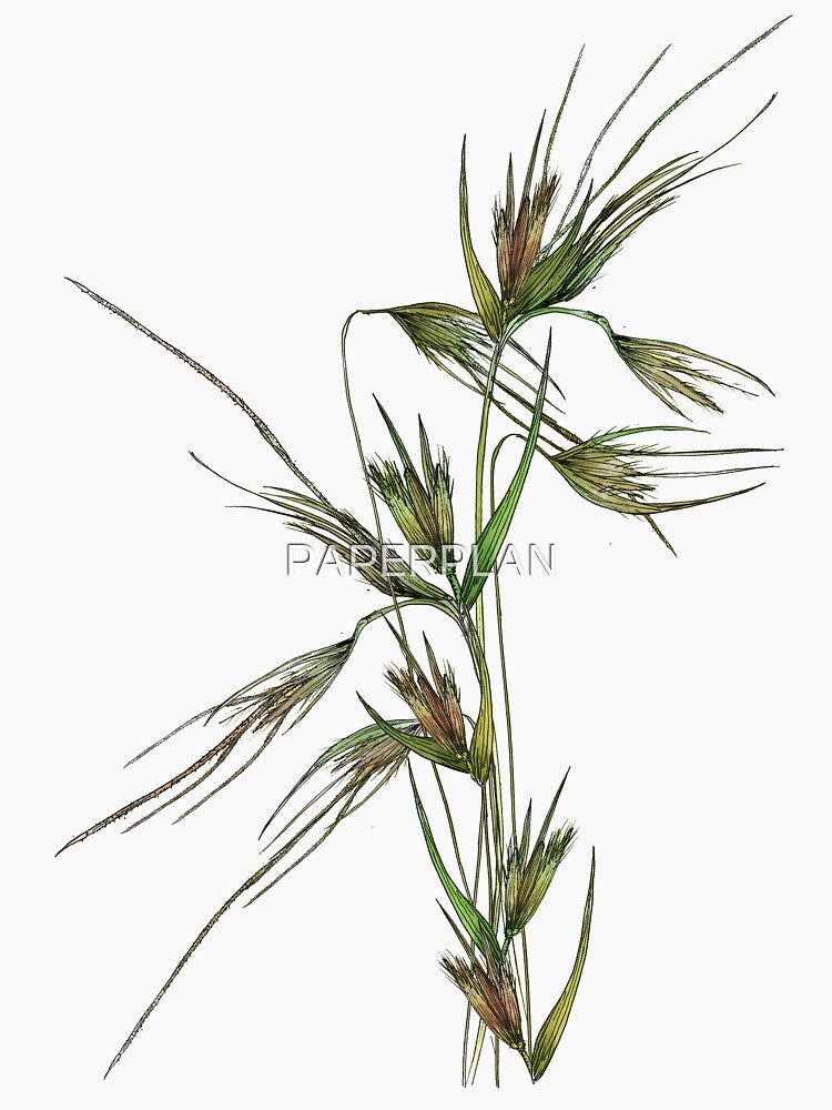 Kangaroo Grass by PAPERPLAN